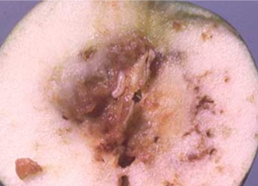 Figure 9 apple dd .jpg